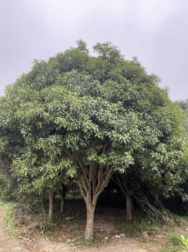 桂林丹桂批发