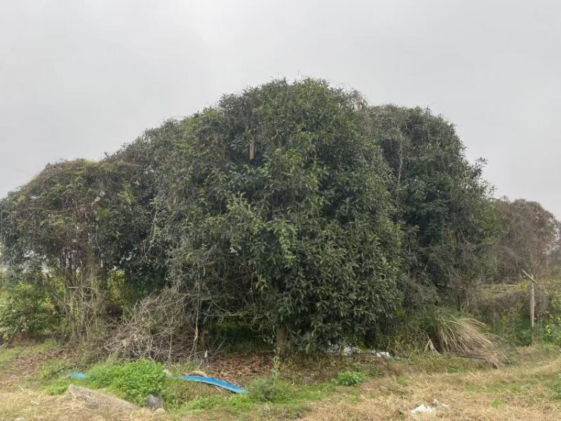 桂林丹桂批发