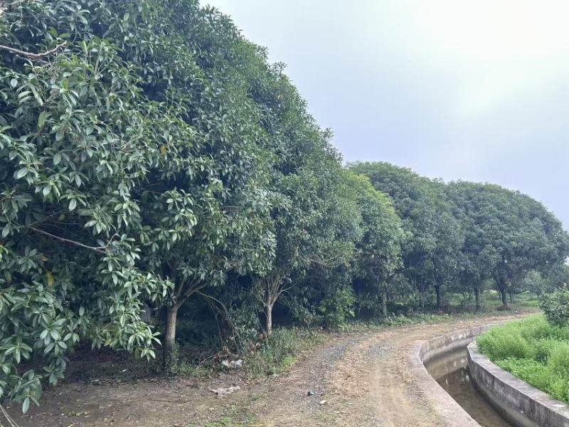 桂林丹桂批发