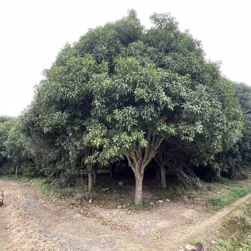 桂林丹桂批发