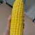 黄糯甜玉米