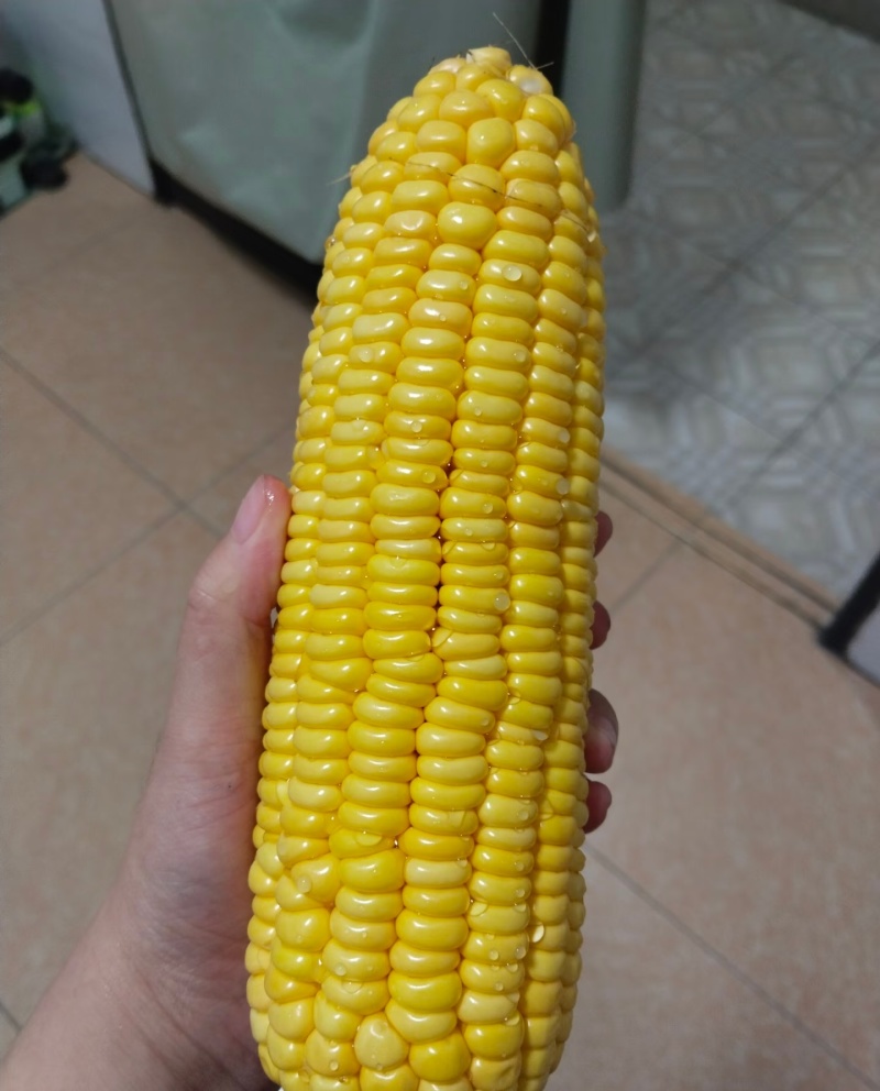 黄糯甜玉米