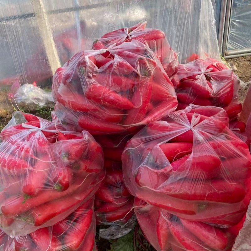 红皮水萝卜