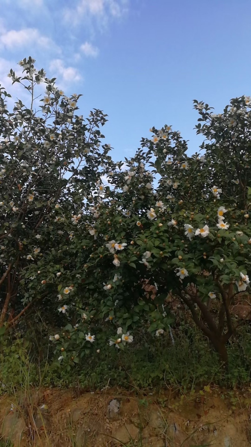 山茶油