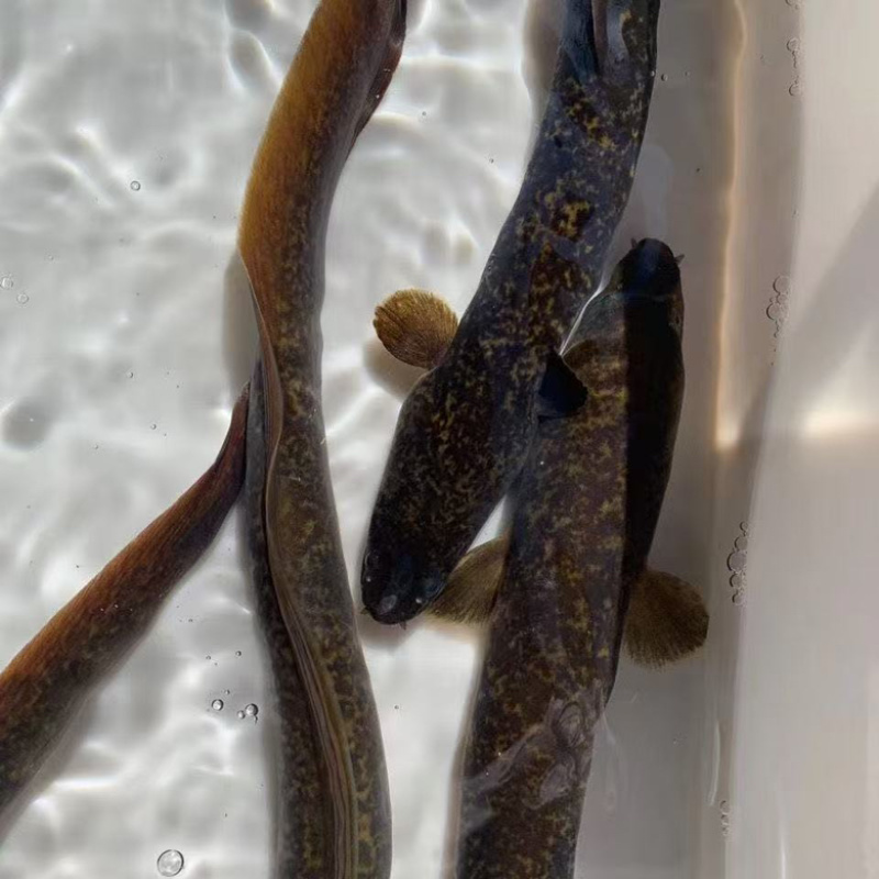 鲜活花鳗批发活体鳗鱼产地直供现拉现走采购优选