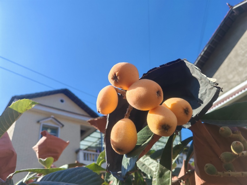 四川省攀枝花市米易县黄草枇杷