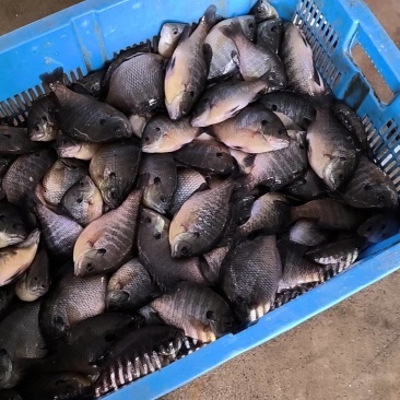 活鱼冰鲜太阳鱼，1.8-3两