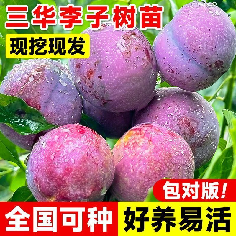钱排锒妃三华李子苗嫁接苗早晚熟果树李子苗南北方可种当年结