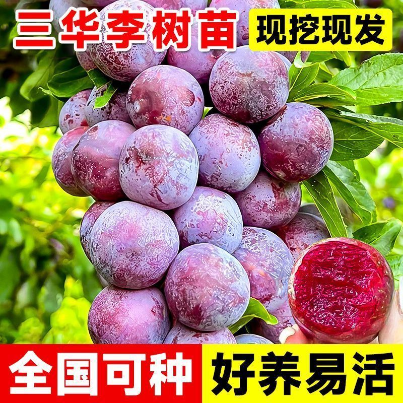 钱排锒妃三华李子苗嫁接苗早晚熟果树李子苗南北方可种当年结