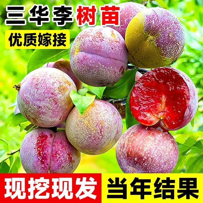 钱排锒妃三华李子苗嫁接苗早晚熟果树李子苗南北方可种当年结