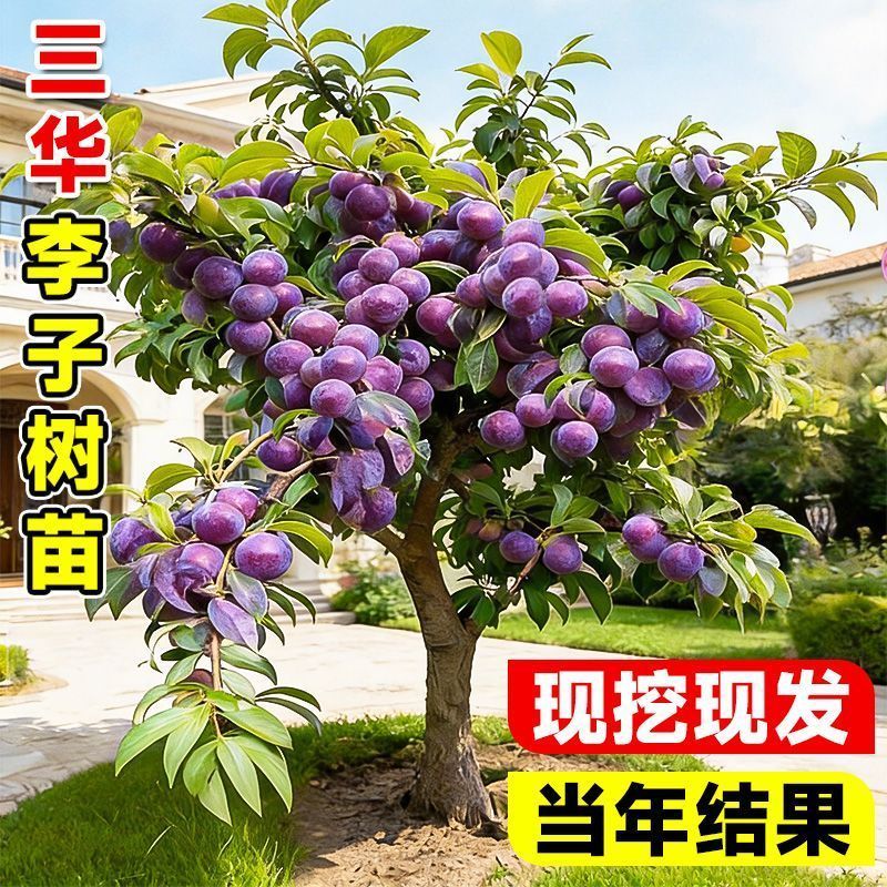 钱排锒妃三华李子苗嫁接苗早晚熟果树李子苗南北方可种当年结
