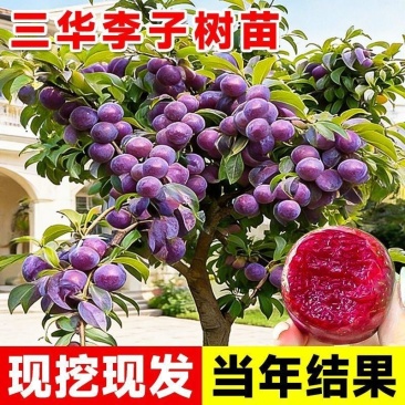 钱排锒妃三华李子苗嫁接苗早晚熟果树李子苗南北方可种当年结