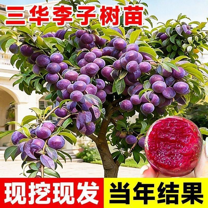 钱排锒妃三华李子苗嫁接苗早晚熟果树李子苗南北方可种当年结