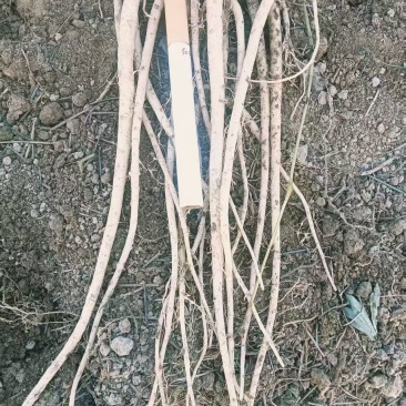 白条党苗
