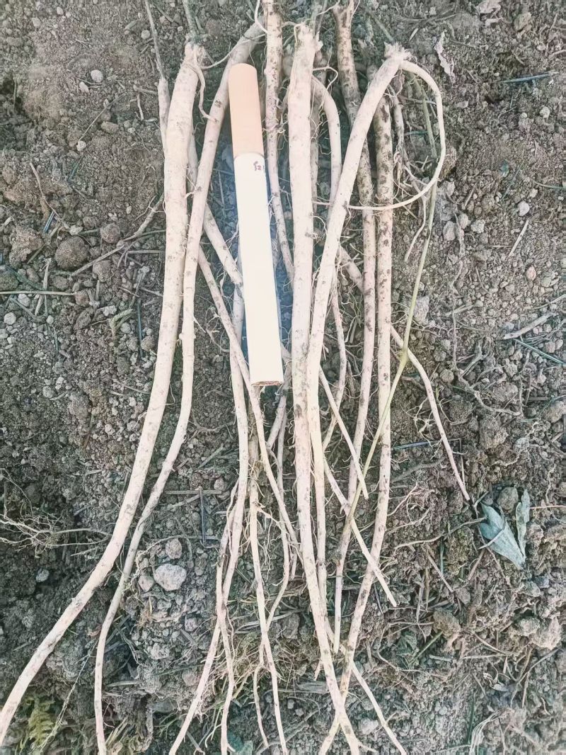白条党苗