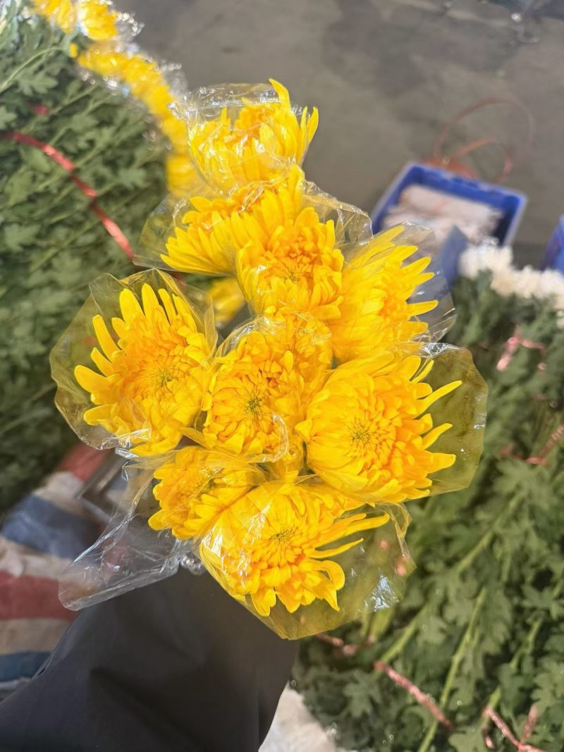 黄白菊新鲜采摘切花广州基地直发报纸菊大花头薄膜菊