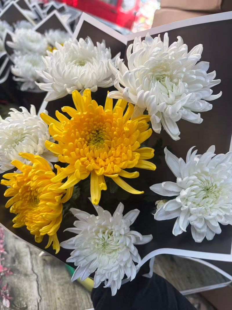 黄白菊新鲜采摘切花广州基地直发报纸菊大花头薄膜菊