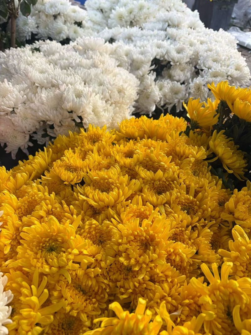 黄白菊新鲜采摘切花广州基地直发报纸菊大花头薄膜菊