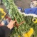 黄白菊新鲜采摘切花广州基地直发报纸菊大花头薄膜菊