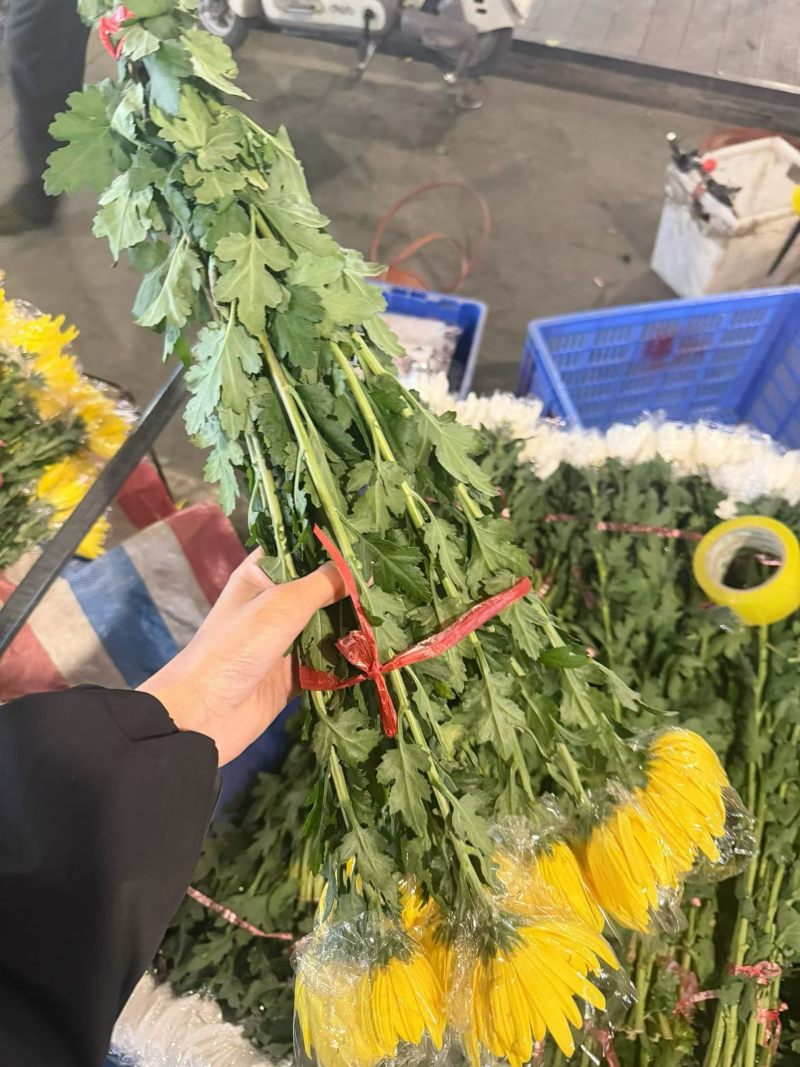黄白菊新鲜采摘切花广州基地直发报纸菊大花头薄膜菊