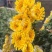 黄白菊新鲜采摘切花广州基地直发报纸菊大花头薄膜菊
