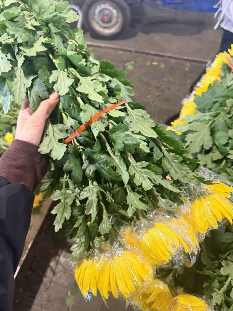 黄白菊新鲜采摘切花广州基地直发报纸菊大花头薄膜菊