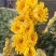 黄白菊新鲜采摘切花广州基地直发报纸菊大花头薄膜菊