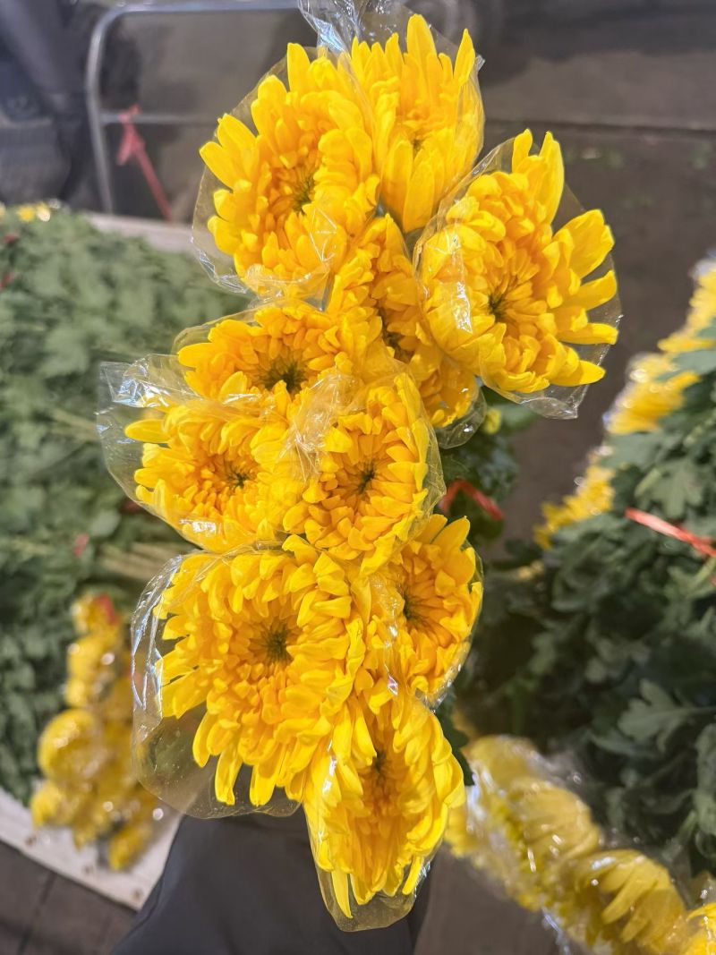黄白菊新鲜采摘切花广州基地直发报纸菊大花头薄膜菊