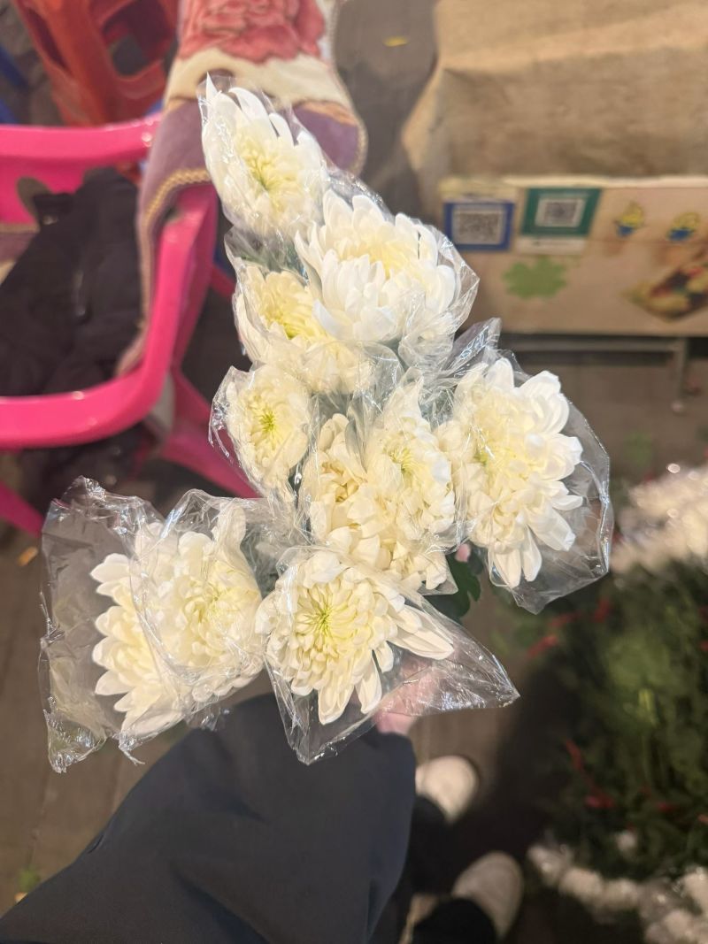 黄白菊新鲜采摘切花广州基地直发报纸菊大花头薄膜菊