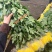 黄白菊新鲜采摘切花广州基地直发报纸菊大花头薄膜菊