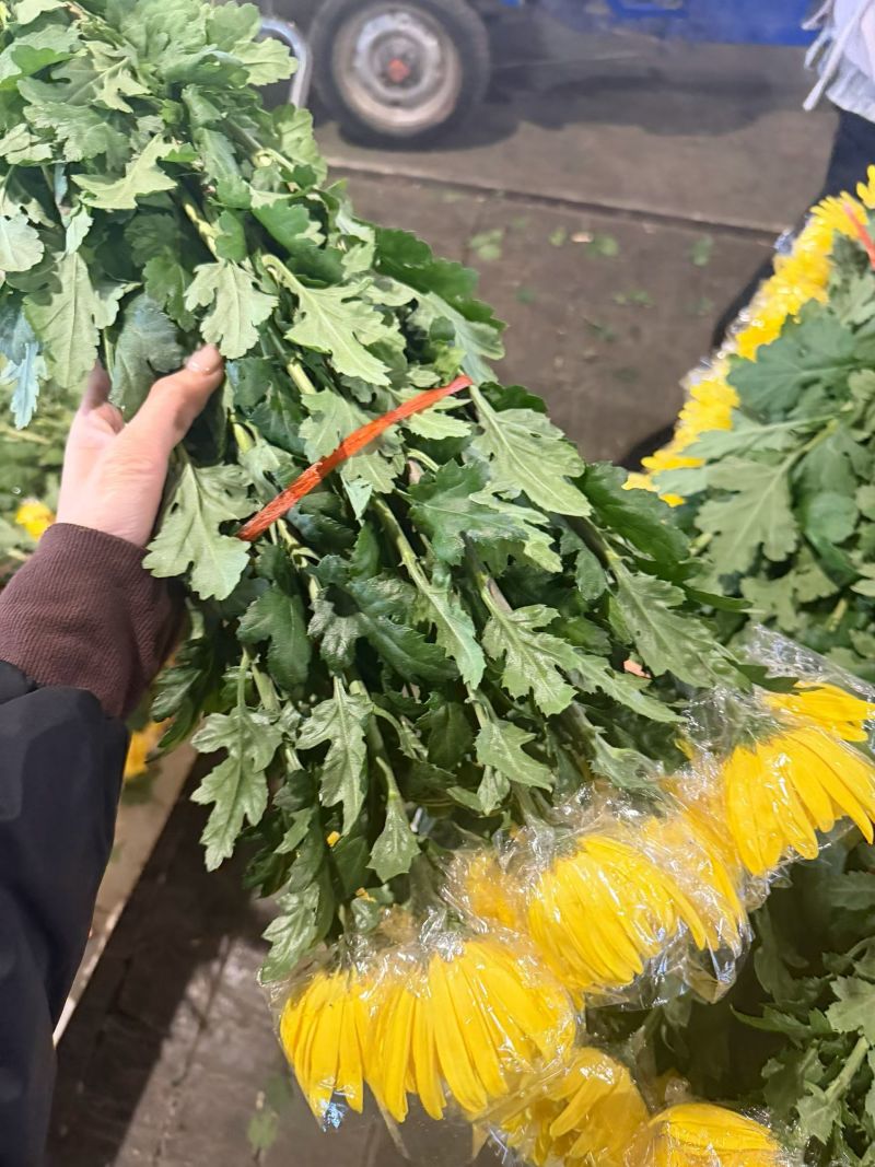 黄白菊新鲜采摘切花广州基地直发报纸菊大花头薄膜菊