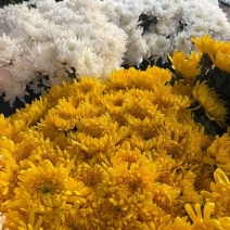 黄白菊新鲜采摘切花广州基地直发报纸菊大花头薄膜菊