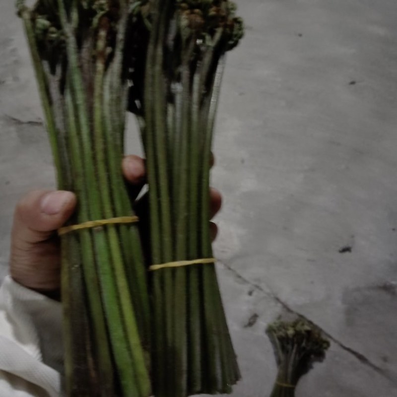 贵州蕨菜每天保持有货