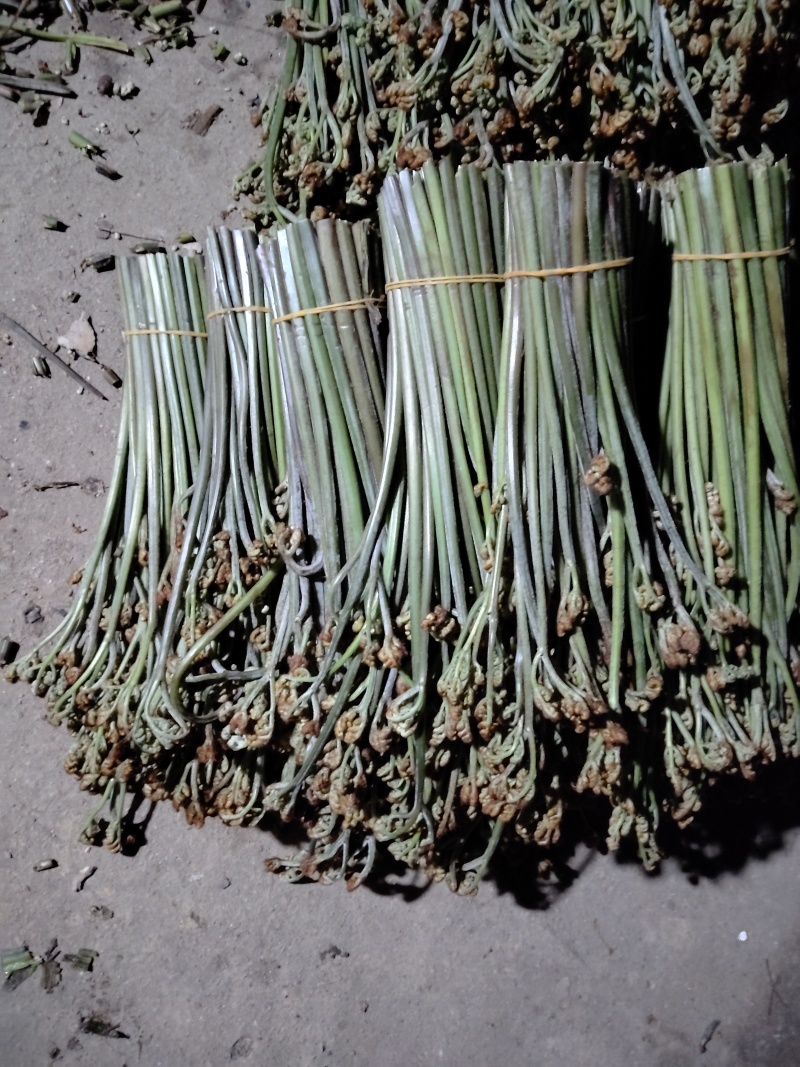 贵州蕨菜每天保持有货