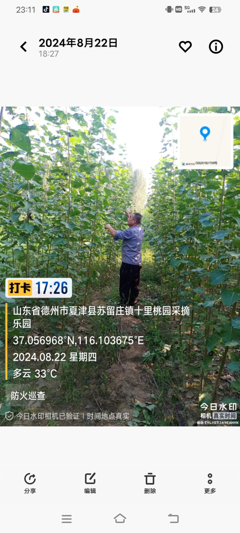 杨树苗品种107和无絮杨胸径1.5到3厘米