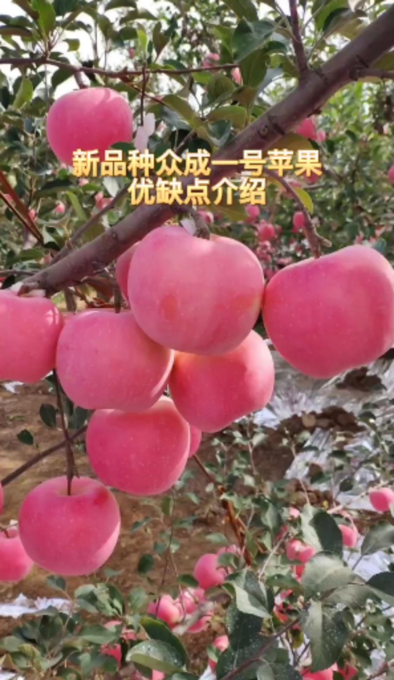 陕西扶风矮化苹果苗众成一号三号，红思尼可，