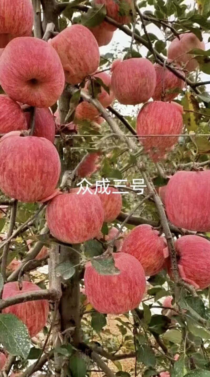 陕西扶风矮化苹果苗众成一号三号，红思尼可，
