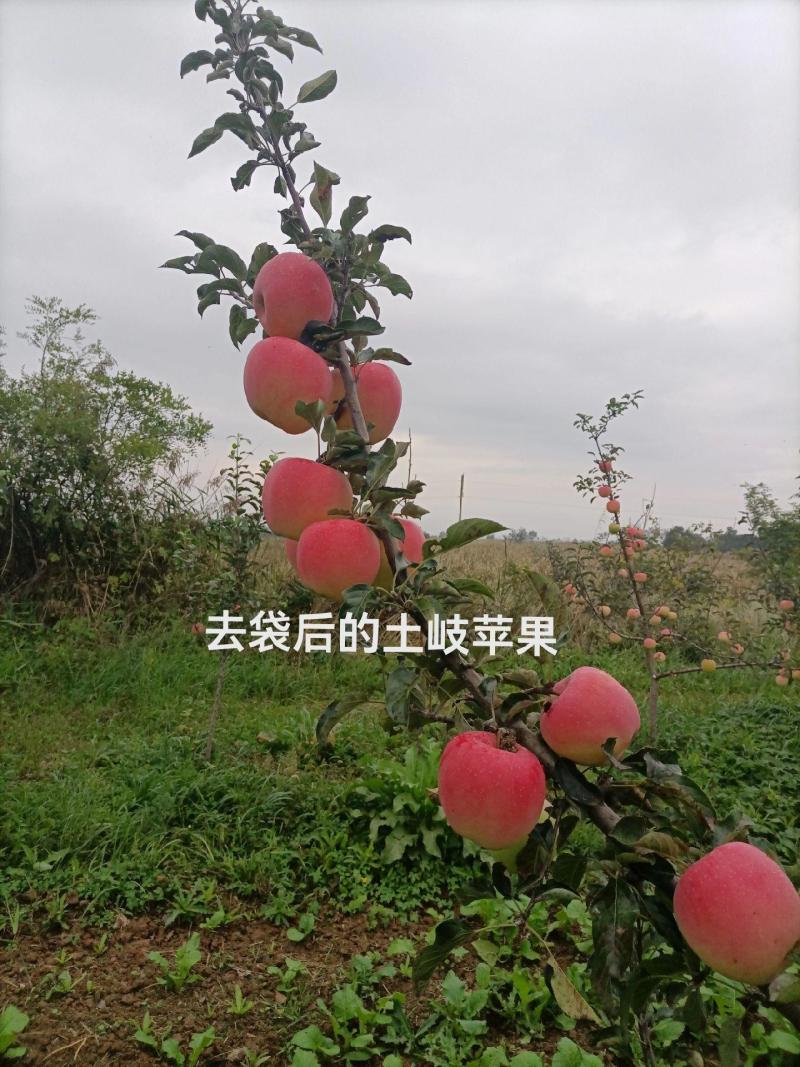 陕西扶风矮化苹果苗众成一号三号，红思尼可，