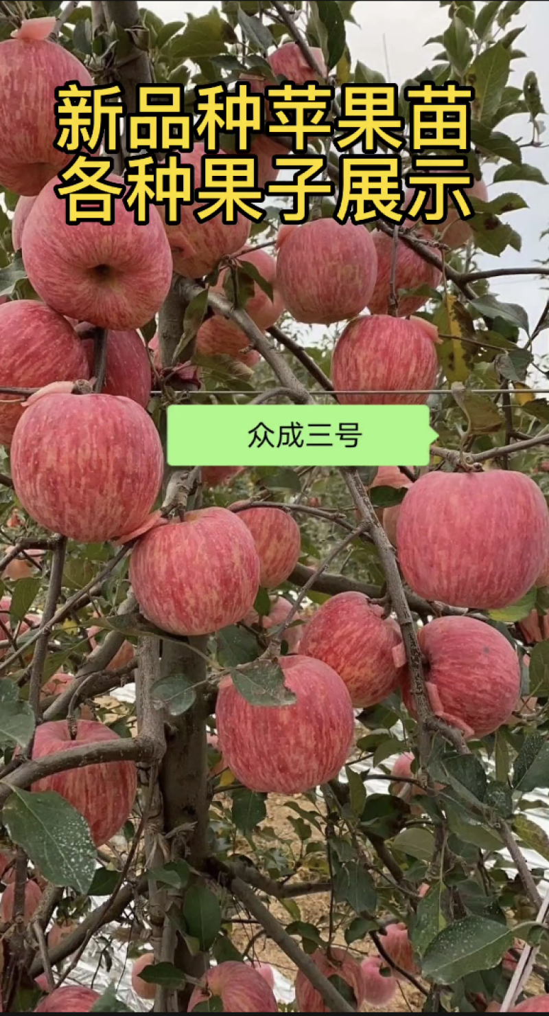 陕西扶风矮化苹果苗众成一号三号，红思尼可，