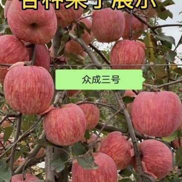 陕西扶风矮化苹果苗众成一号三号，红思尼可，