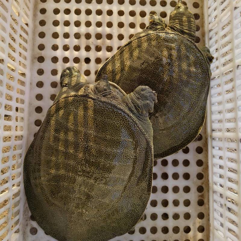 甲鱼
