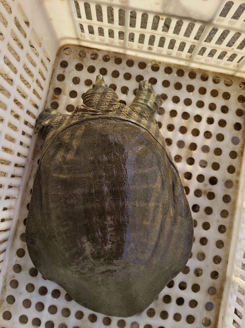 甲鱼