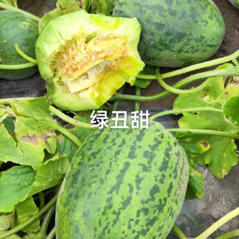 丰信恒绿丑甜甜瓜种子口感超甜绿肉甜瓜种籽大果高糖产量高