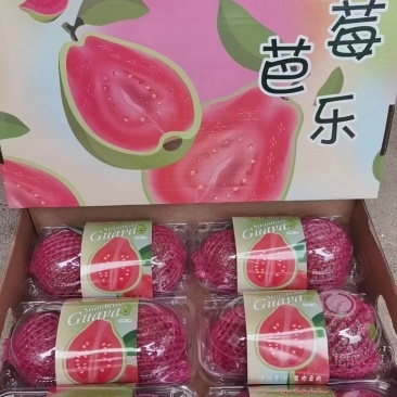 台湾珍珠芭乐