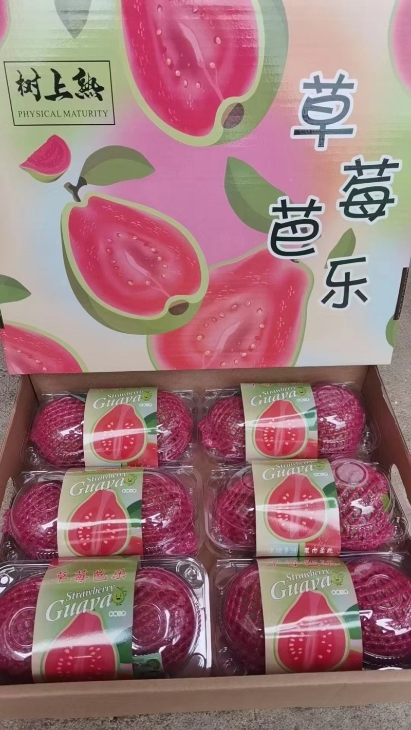 台湾珍珠芭乐