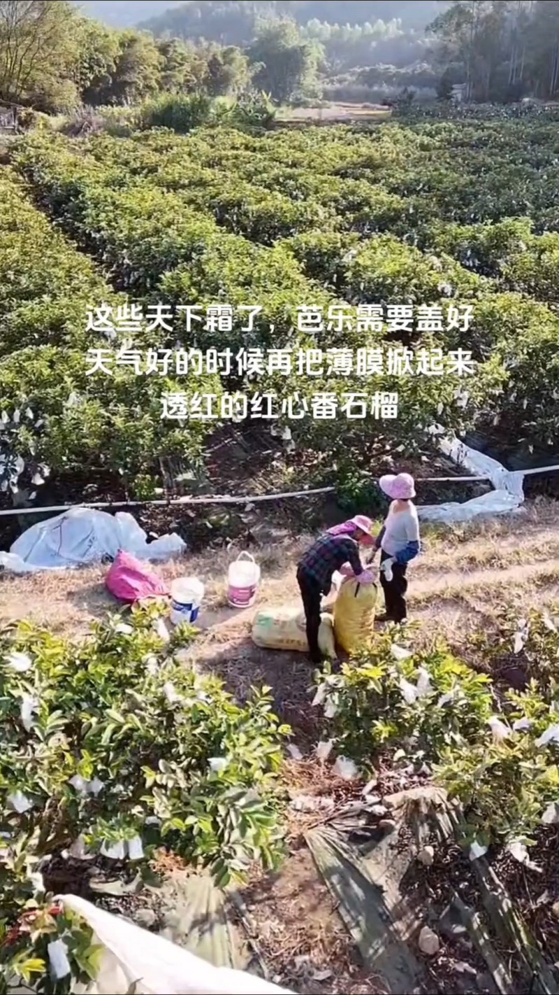 台湾珍珠芭乐
