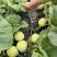 赣科香甜蜜7号甜瓜种子硬度好香味浓肉质甜脆苹果型淡绿色