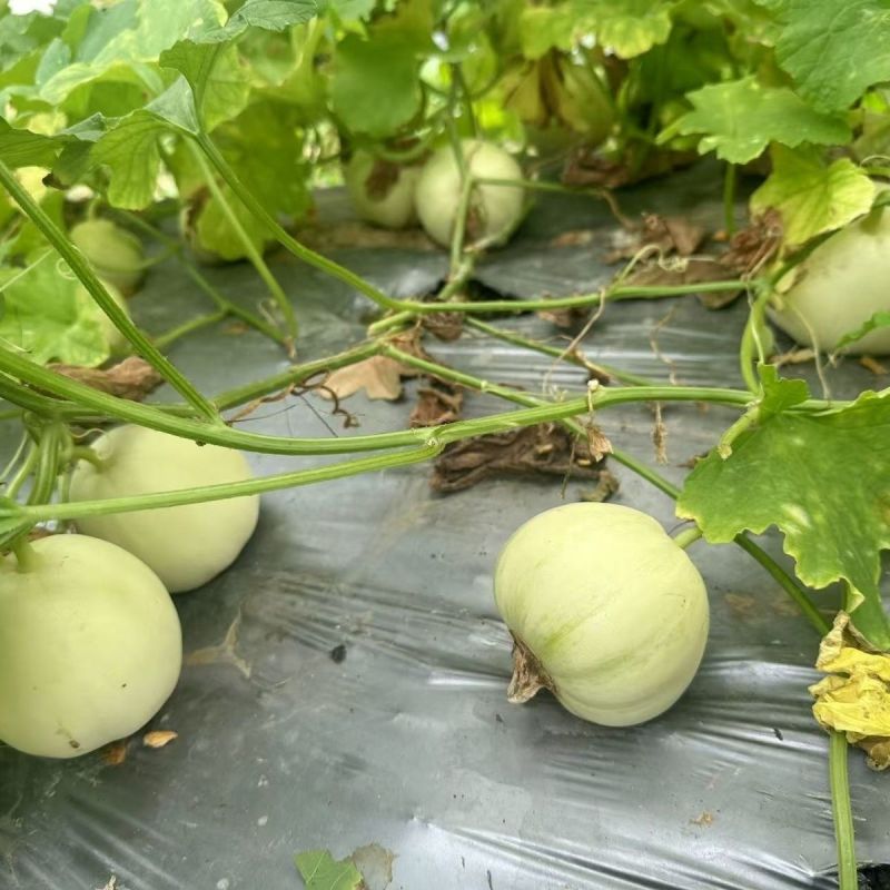赣科香甜蜜7号甜瓜种子硬度好香味浓肉质甜脆苹果型淡绿色