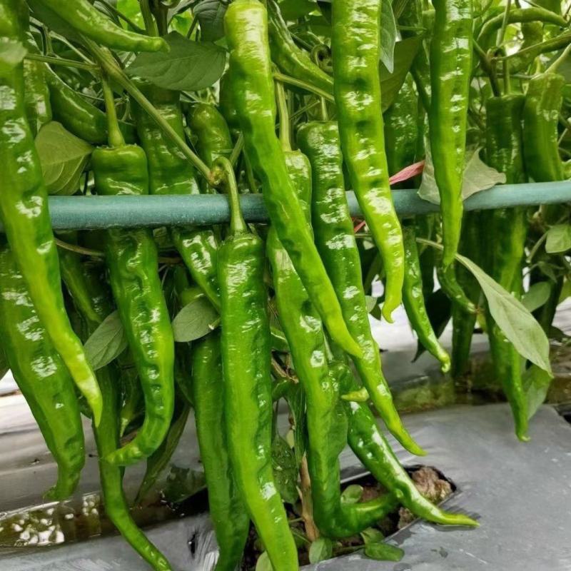 赣科软皮辣606早熟杂交软皮羊角椒种子皮薄肉脆香辣无渣