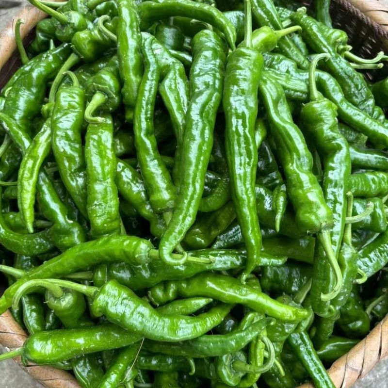 赣科软皮辣606早熟杂交软皮羊角椒种子皮薄肉脆香辣无渣